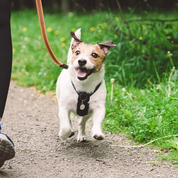 Collars, Harness, Leashes, and Choosing the Right Fit